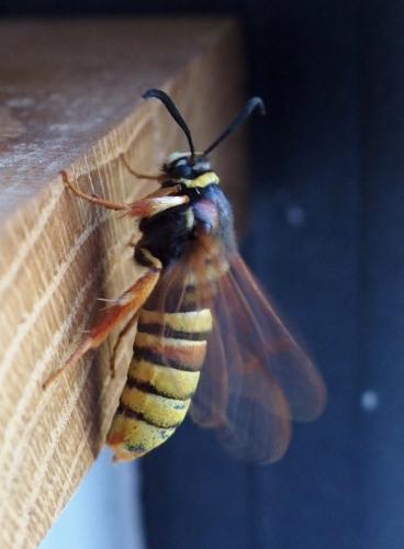 Réf. 186 481 : Sesia bembeciformis